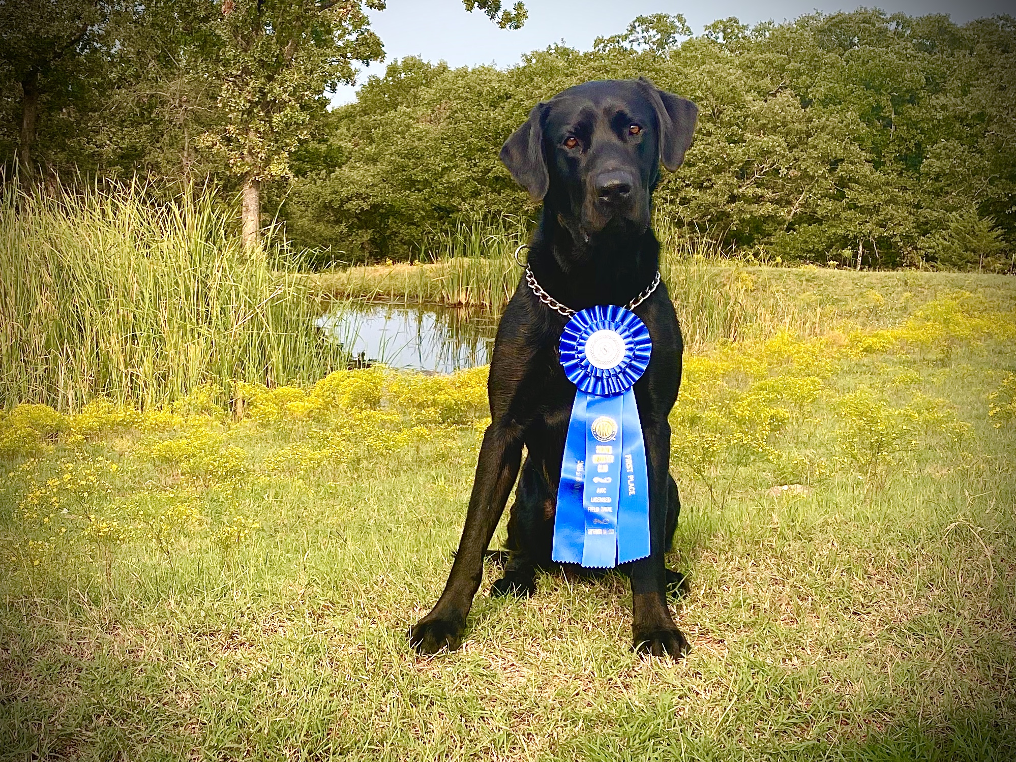 HRCH Dudes Outlaw Country Wingman MH QAA | Black Labrador Retriver