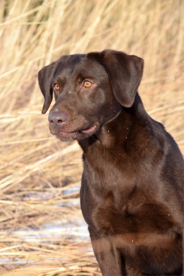 4xGMPR High Calibers North Lake Live Wire MH | Chocolate Labrador Retriver