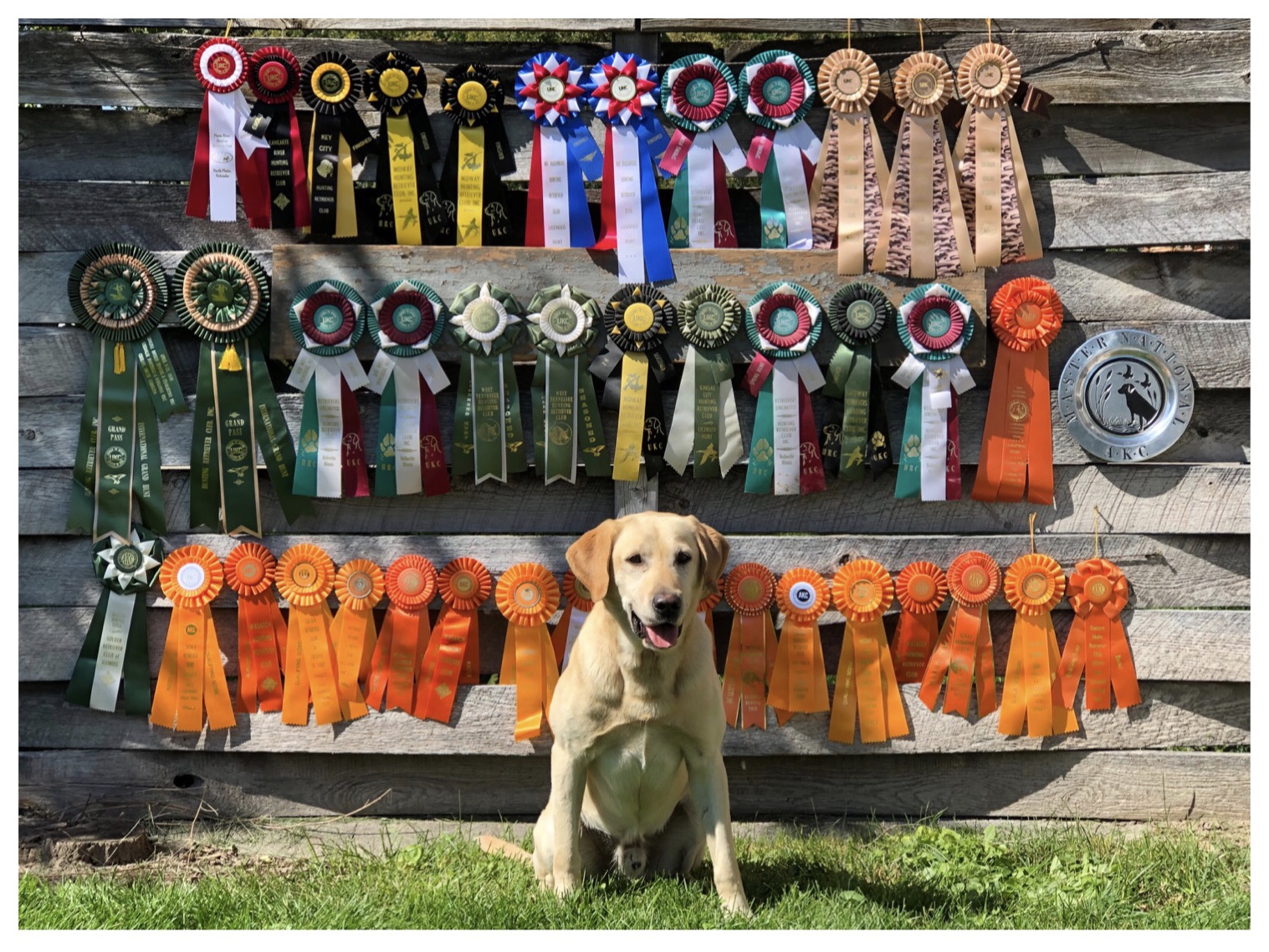 6xGRHRCH UH MISSOURI'S LOCKED-N-LOADED AMMO MH MNH HOF CGC TKN | Yellow Labrador Retriver