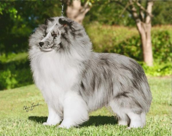 Sea Haven Etched In Silver | Shetland Sheepdog 