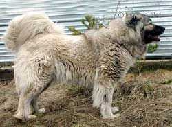 Shamhal Lilu | Caucasian Mountain Dog 