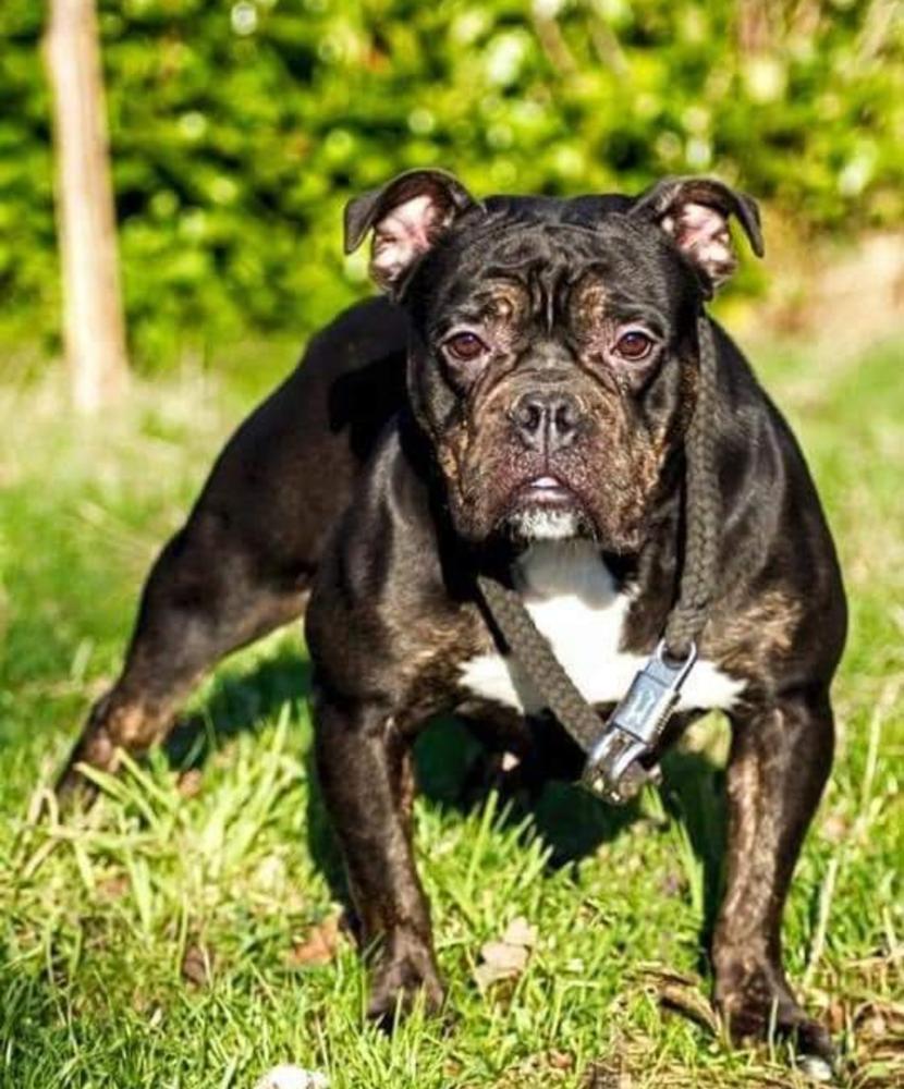 Thaxters/Ironhand's Vivienne Westwood | Olde English Bulldogge 