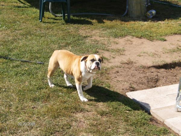 Sullivan's Frankie | Olde English Bulldogge 