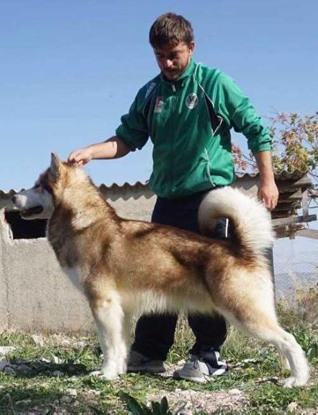 The Magic of Life | Alaskan Malamute 