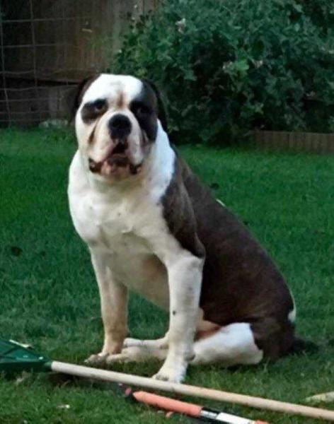 SRT's Big Bubs | American Bulldog 