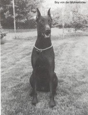 Boy v.d. Mühlenbirke | Brown Doberman Pinscher