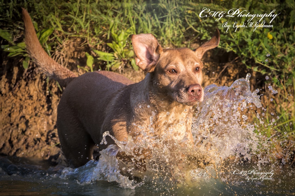 WSD SHR Princess Peanut-Buttercup JH DS DJ DN CGCU CGCA CGC | Yellow Labrador Retriver