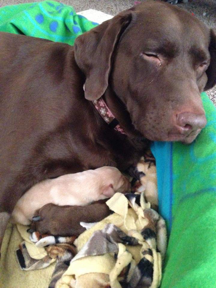 Princess Madeline Butterball | Chocolate Labrador Retriver