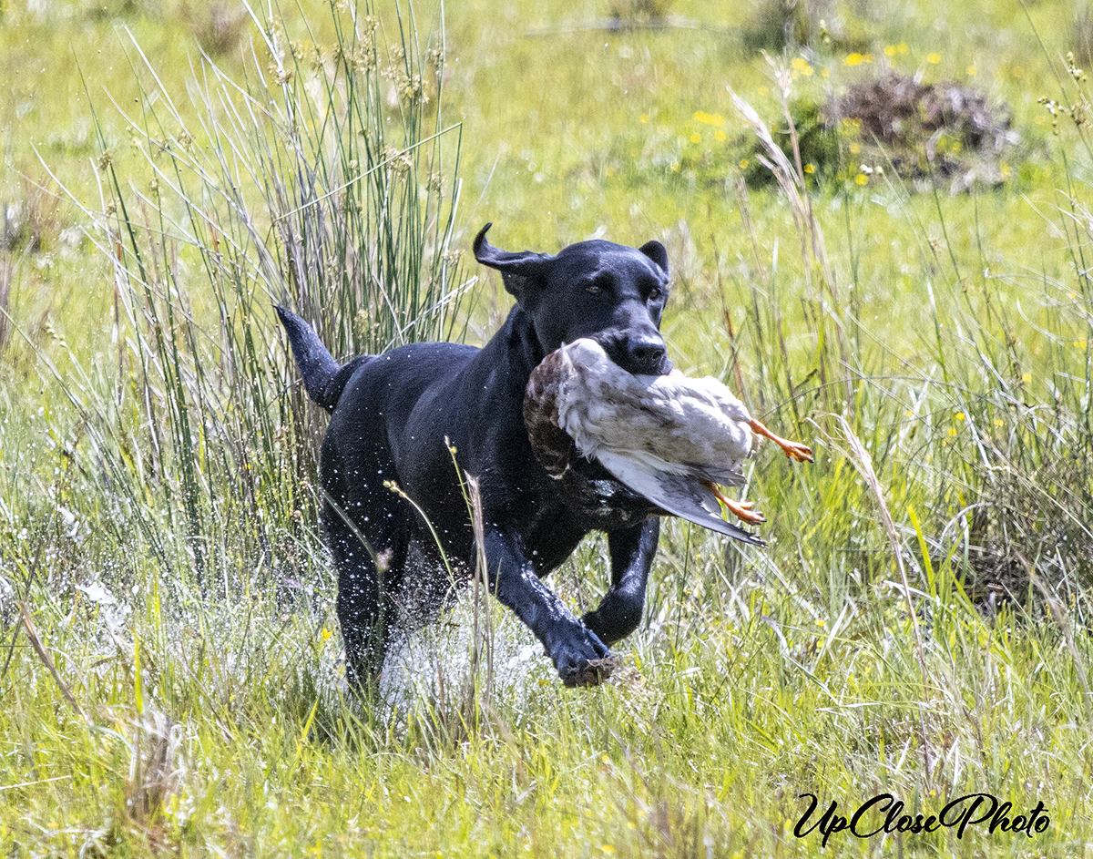 HRCH Big Trax Candlewood's Katie Bar The Door MH | Black Labrador Retriver