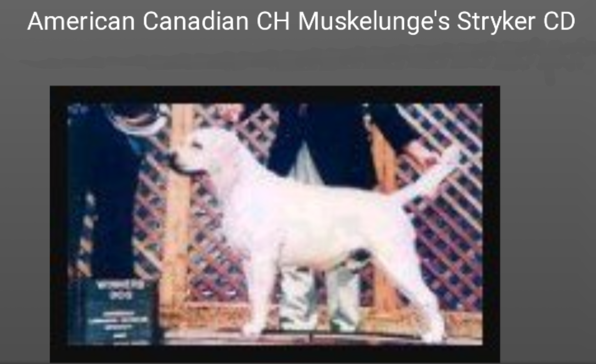 CH Muskelunge's Strykere CD | Yellow Labrador Retriver