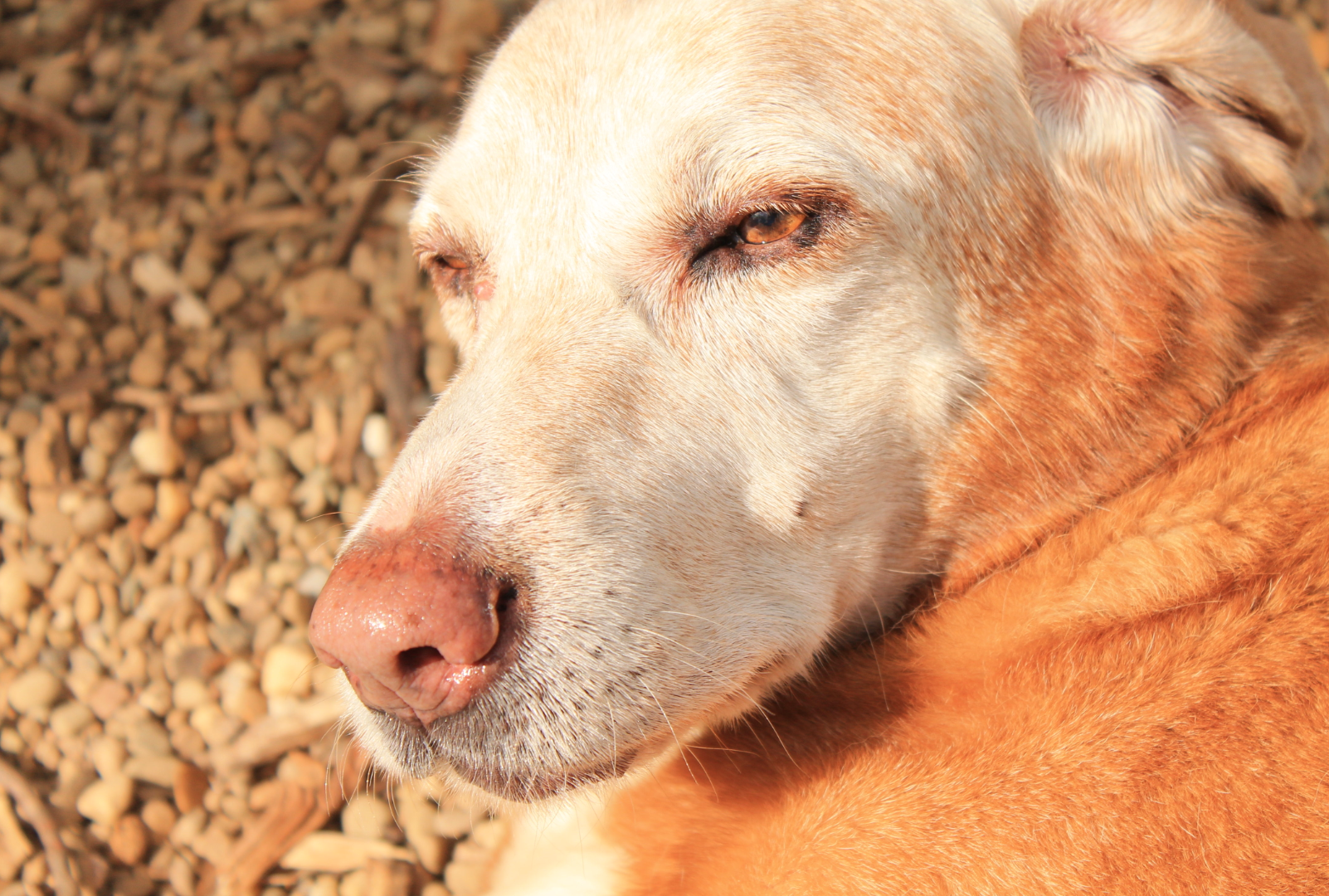 Sandraya Carmella May | Yellow Labrador Retriver