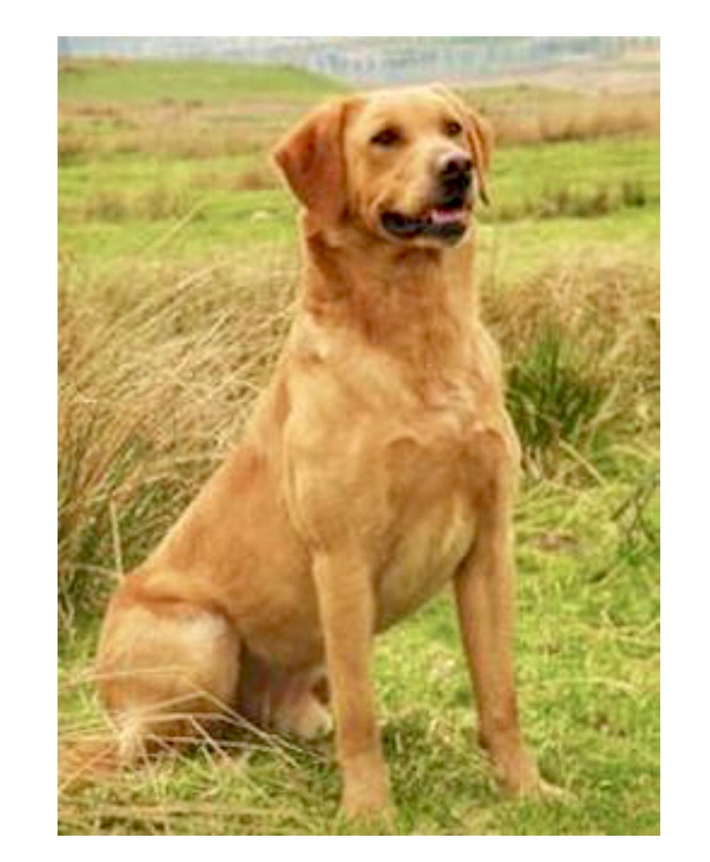 FTCH Copperbirch Paddy Of Leadburn | Yellow Labrador Retriver