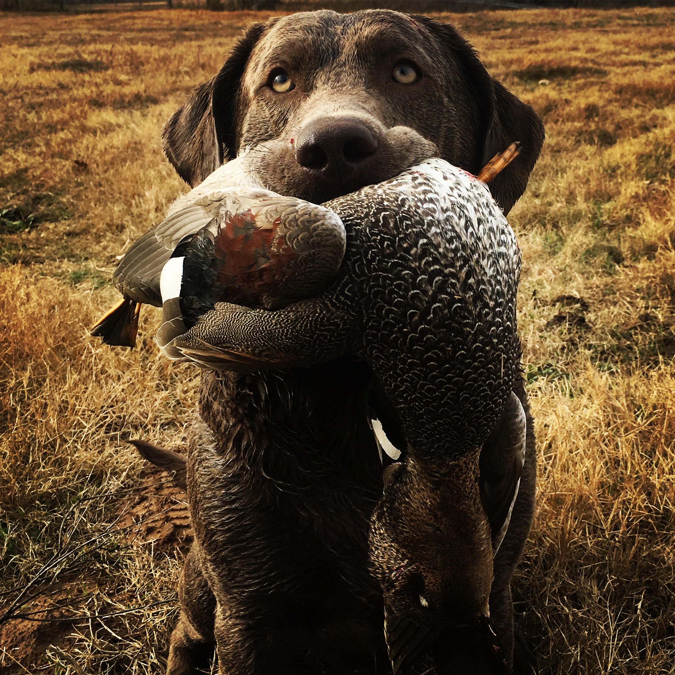 SHR Lanjarbri's Sterling Double Doose | Chocolate Labrador Retriver