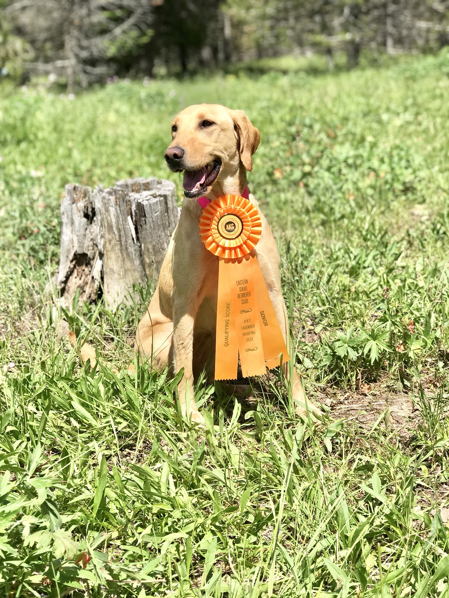 Limit Out's Rockin Z Outlaw | Yellow Labrador Retriver