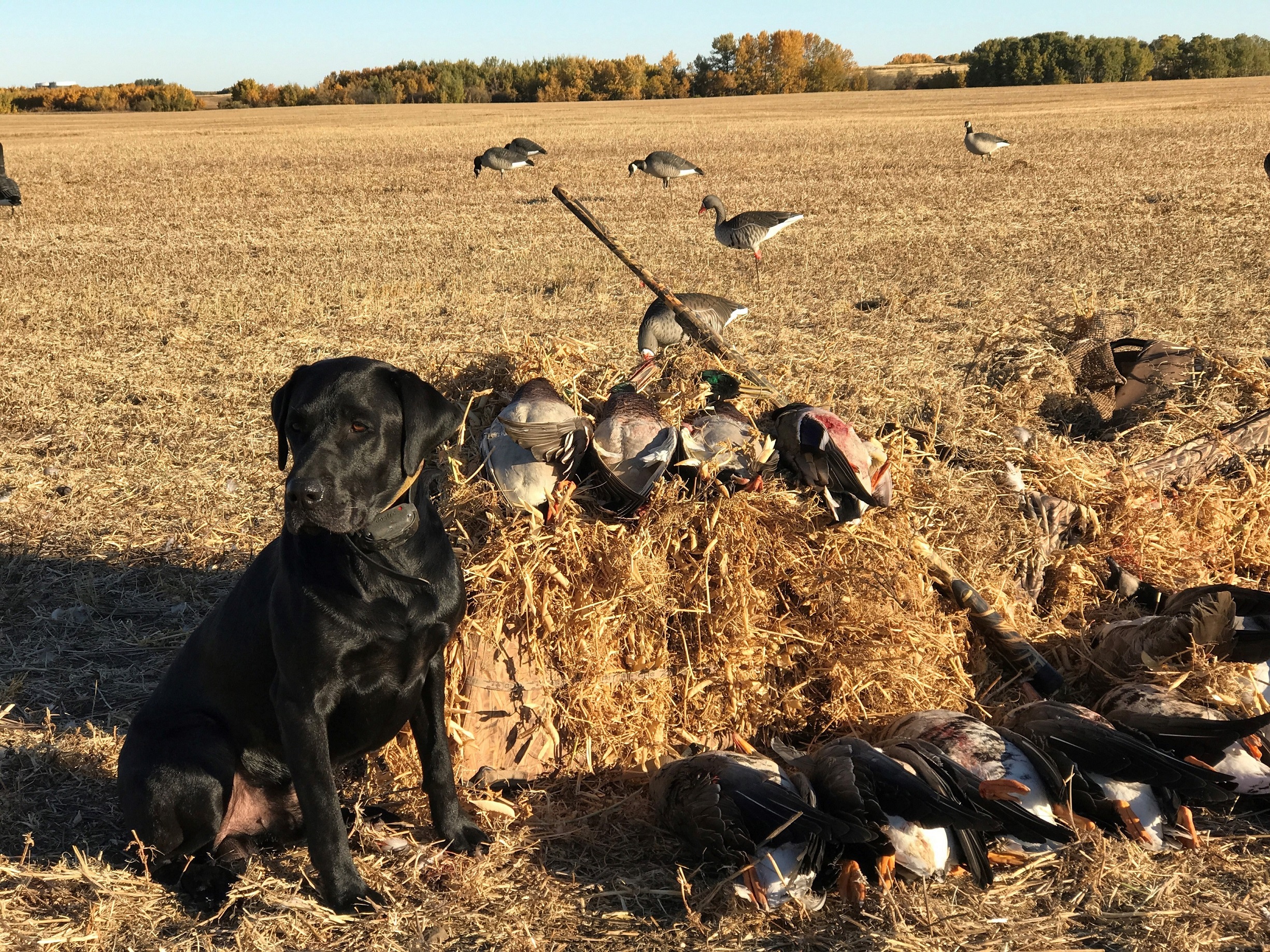 4XGMPR Grass Lake Guster MH | Black Labrador Retriver