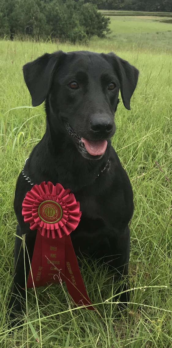 FC Riparian Reflexions | Black Labrador Retriver