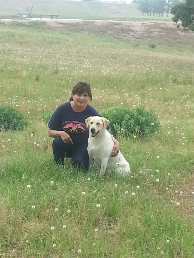 Landrys Possum Beauty MH | Yellow Labrador Retriver