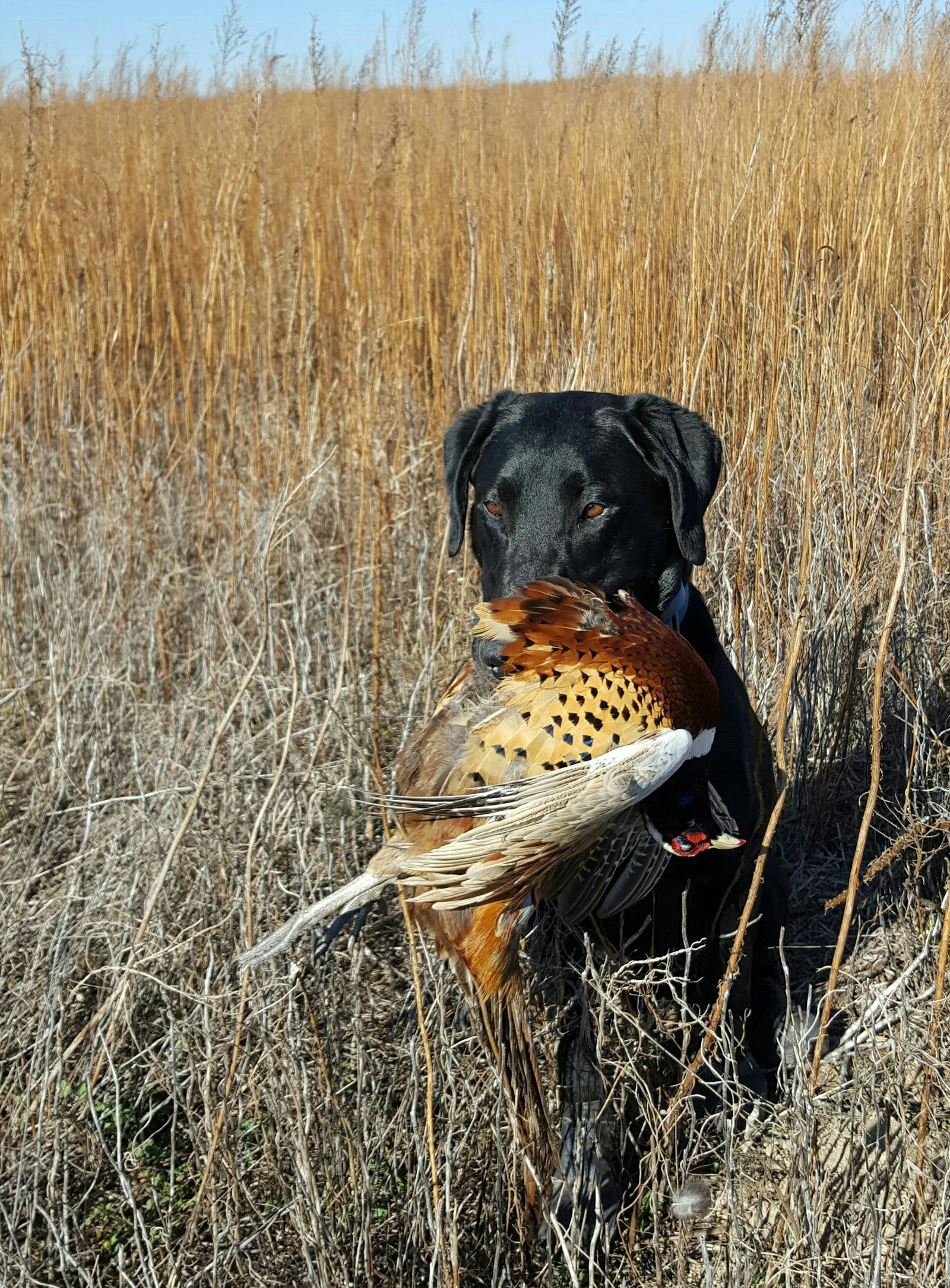 Thornton's Avian Nabbing K-9 | Black Labrador Retriver