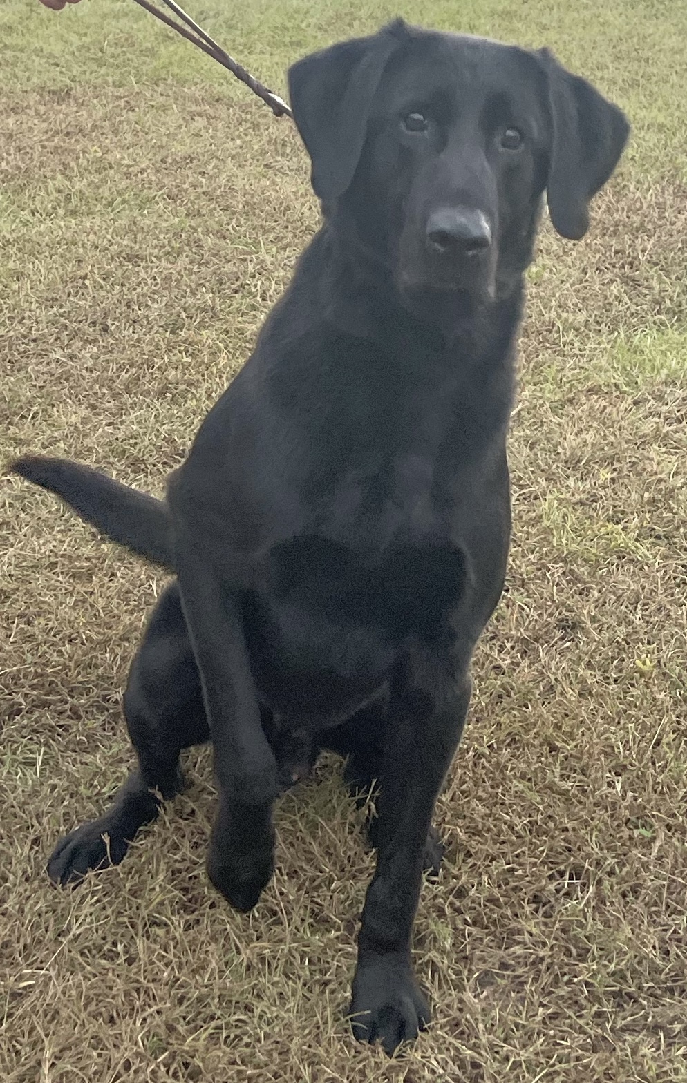 Oldsquaw Black As Coal QAA | Black Labrador Retriver