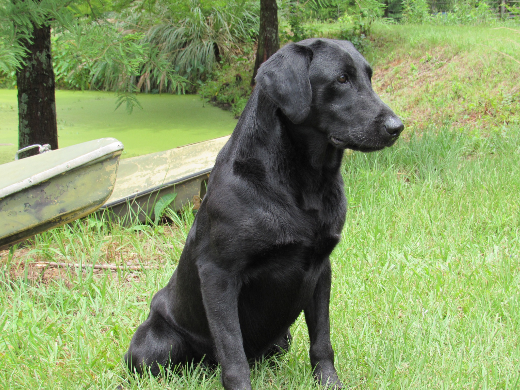 HR Moccasin Creek's Bawler | Black Labrador Retriver