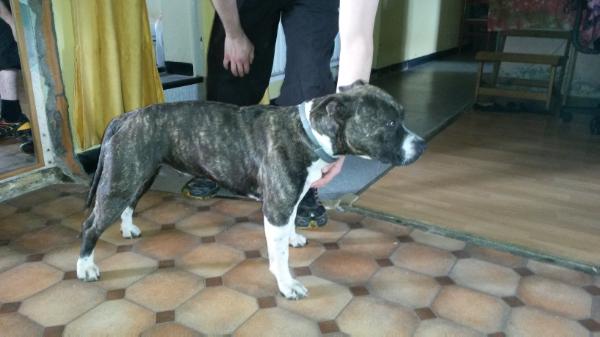 Revenge of Sharks jewel brindle | American Staffordshire Terrier 