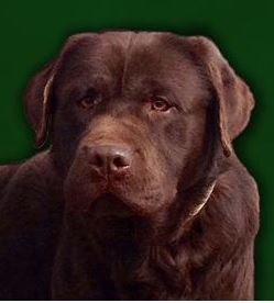 Miller's Top Gunner | Chocolate Labrador Retriver