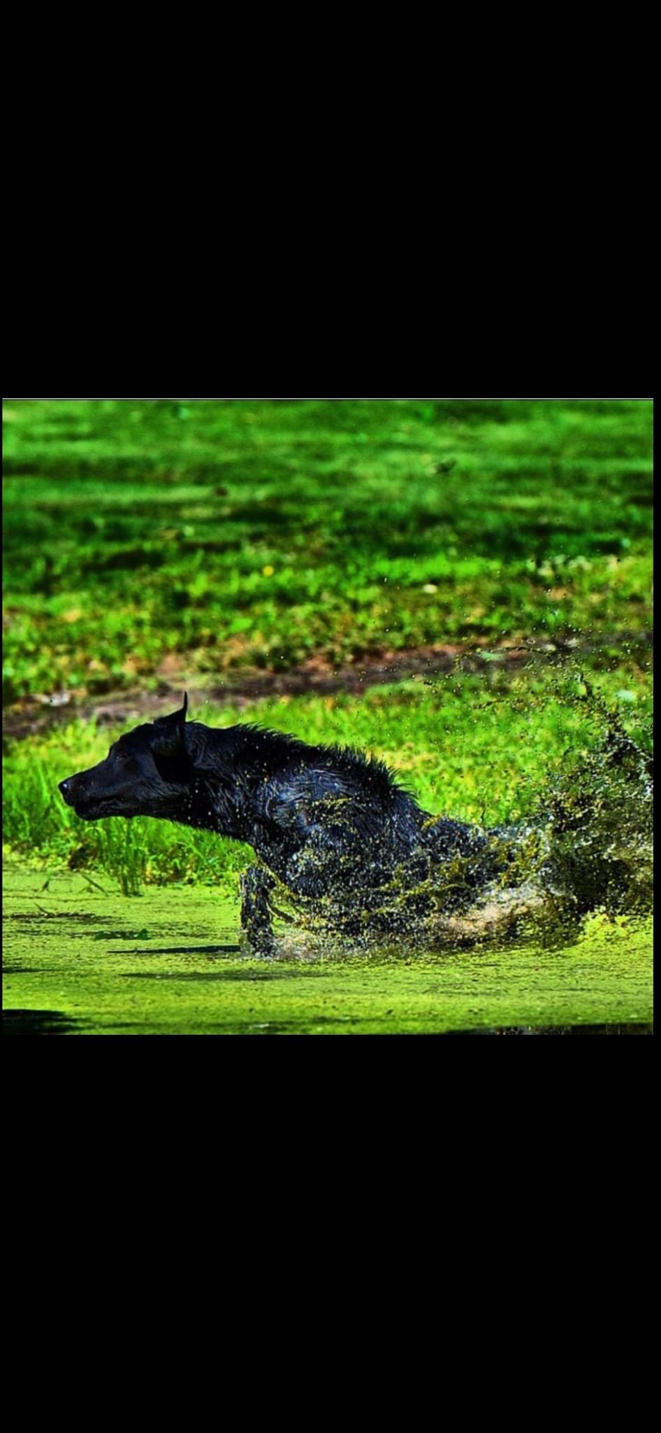 Zeus God Of Thunder III | Black Labrador Retriver