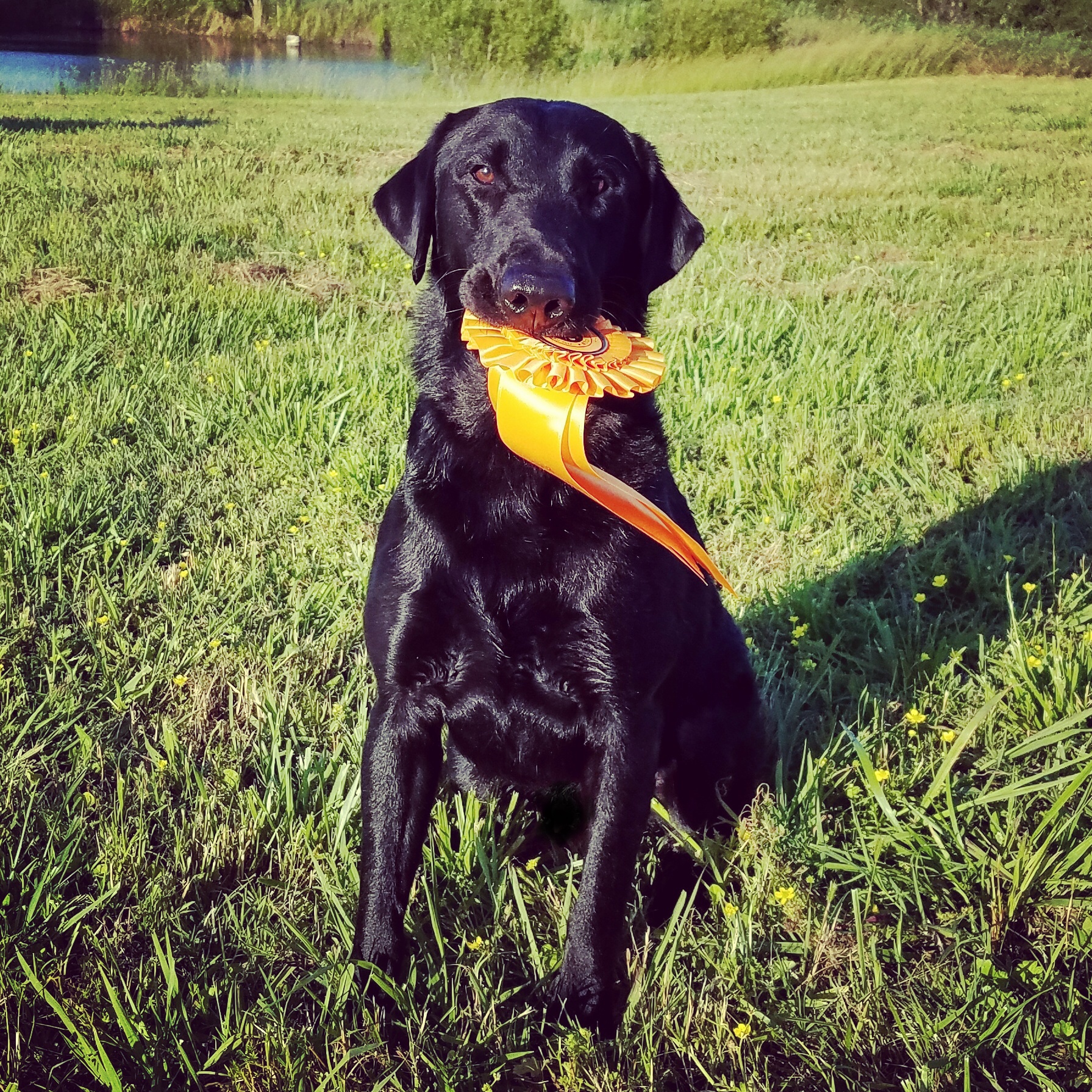 Coosa River's Delta Swamp Hitman MH | Black Labrador Retriver