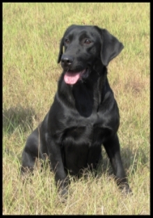 Moccasin Creek's The Raven | Black Labrador Retriver