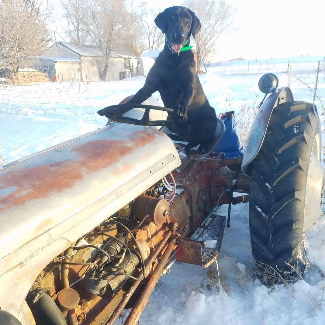 KMB's Just Around The Riverbend JH | Black Labrador Retriver