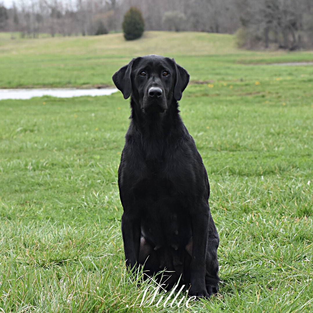 HRCH HHR's Float Like A Butterfly | Black Labrador Retriver