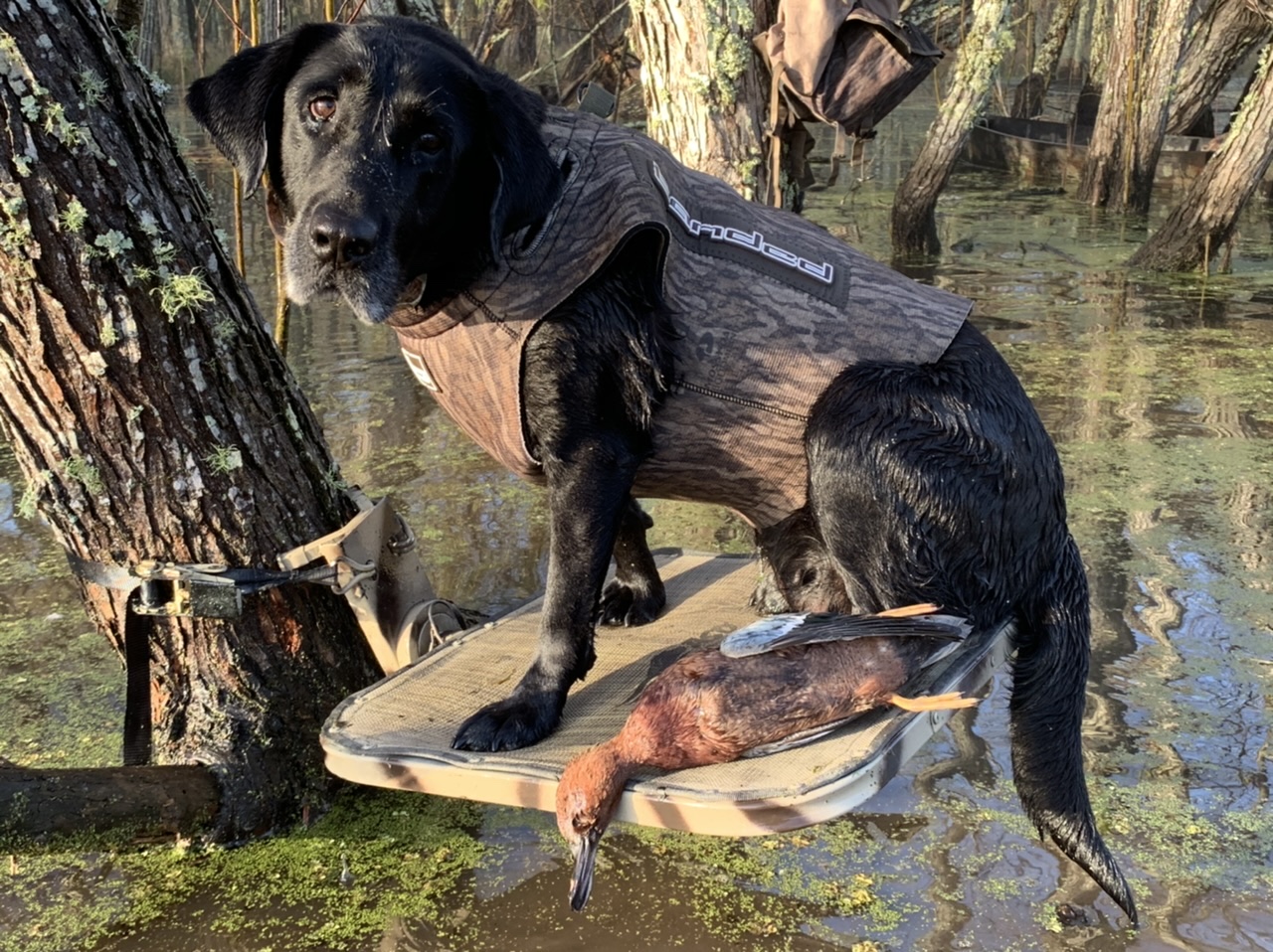 HRCH Gump's Cosmic Miracle | Black Labrador Retriver