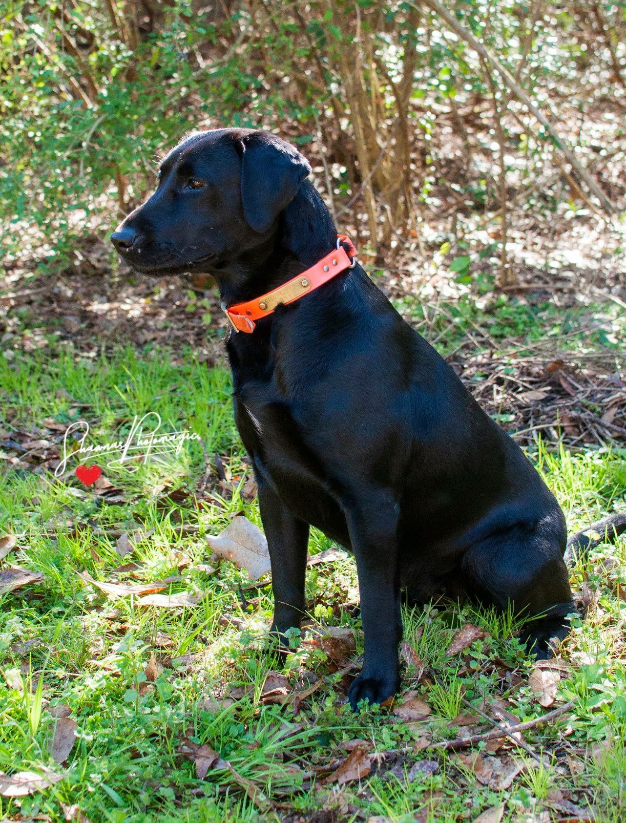 HR  SBR Pierce's Cutt Em' up Dally | Black Labrador Retriver