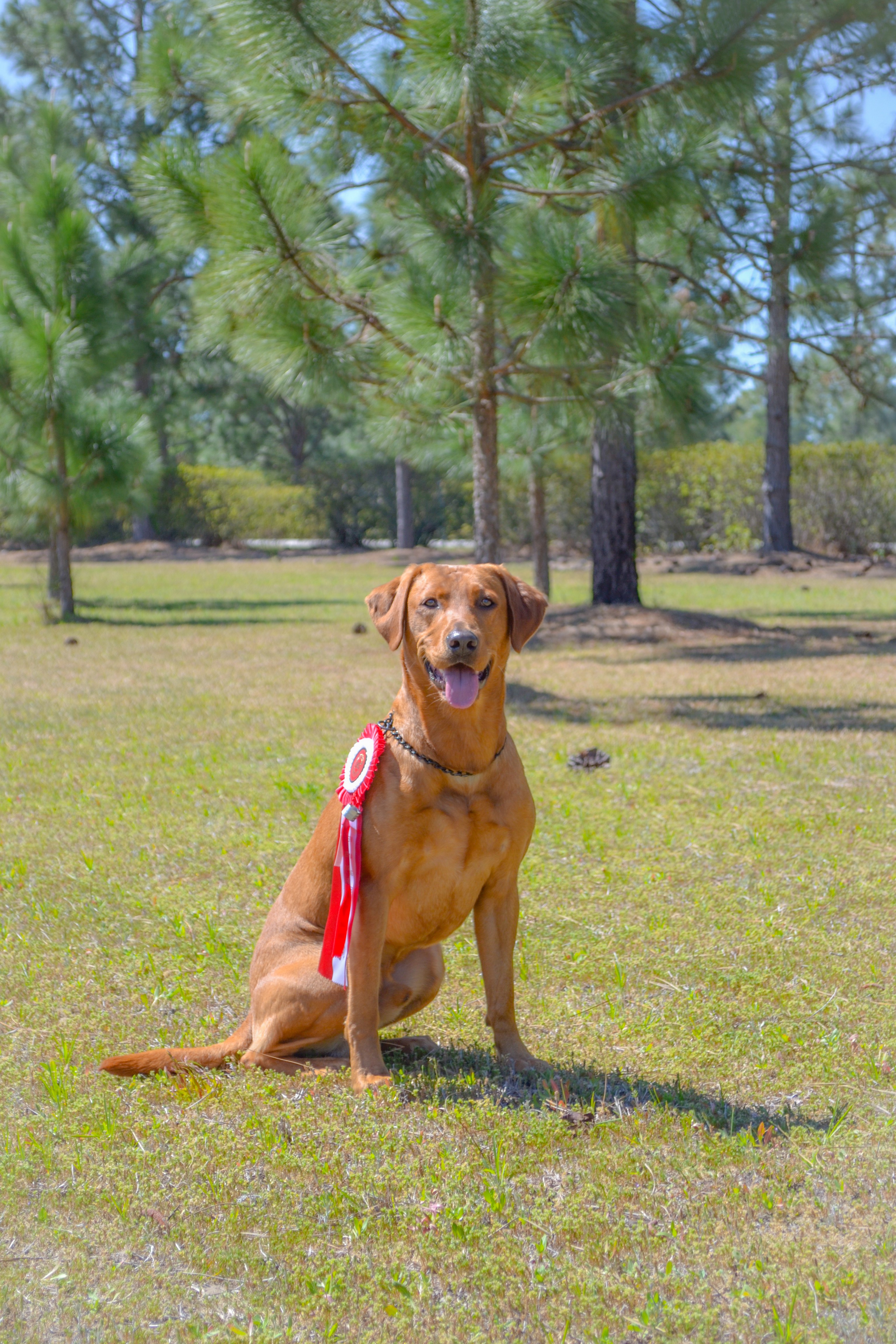 HRCH Blazing Red Crash N Burn | Yellow Labrador Retriver