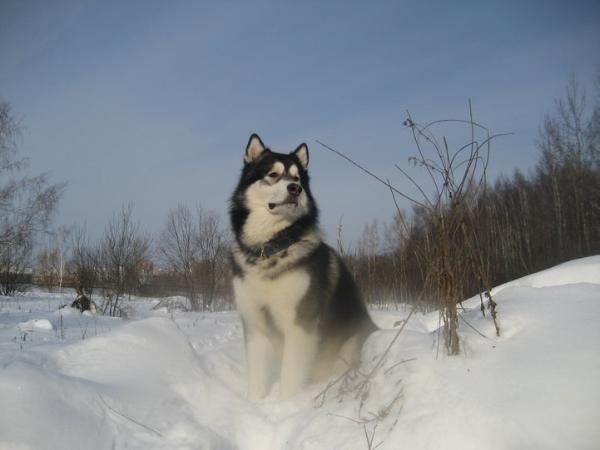Yenisey | Alaskan Malamute 