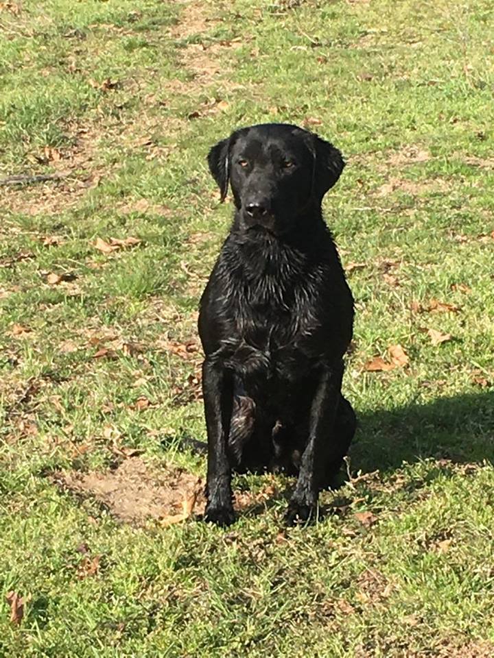 HRCH Floyd Black | Black Labrador Retriver