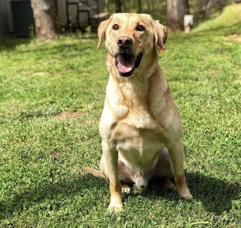 HRCH Downtown Dusty Road | Yellow Labrador Retriver