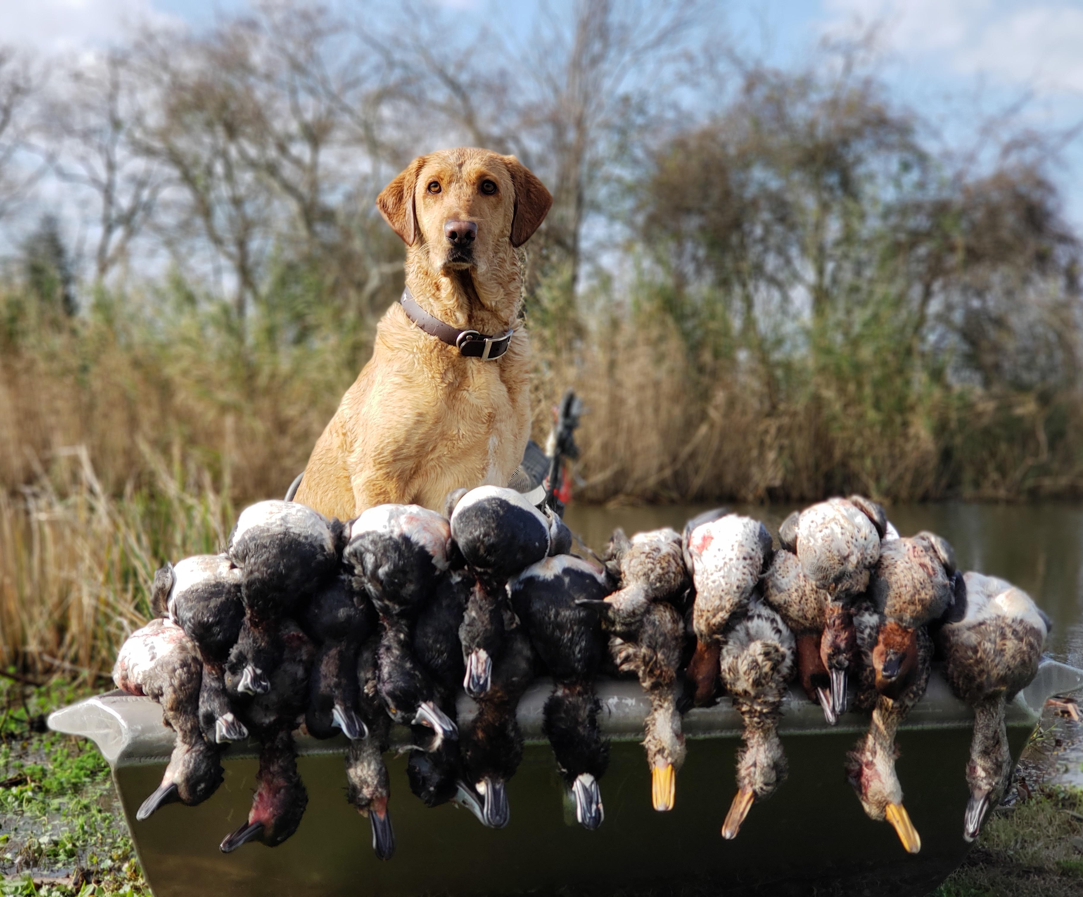 Cuz She's A Gypsy Belle  SH | Yellow Labrador Retriver