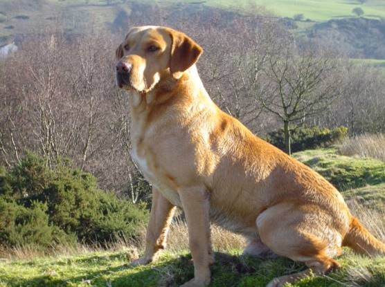 IGLCH FTCH Delfleet Neon Of Fendawood | Yellow Labrador Retriver