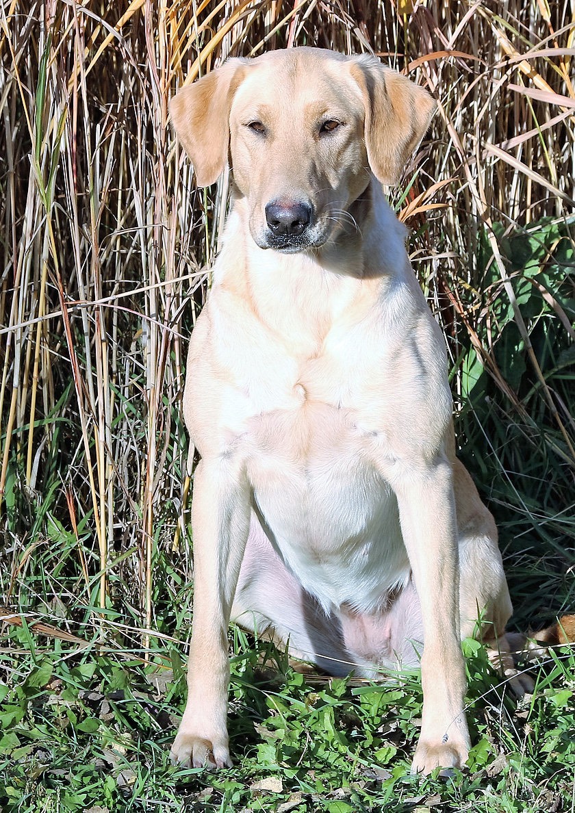 HRCH Rainmaker's Lady A MH | Yellow Labrador Retriver