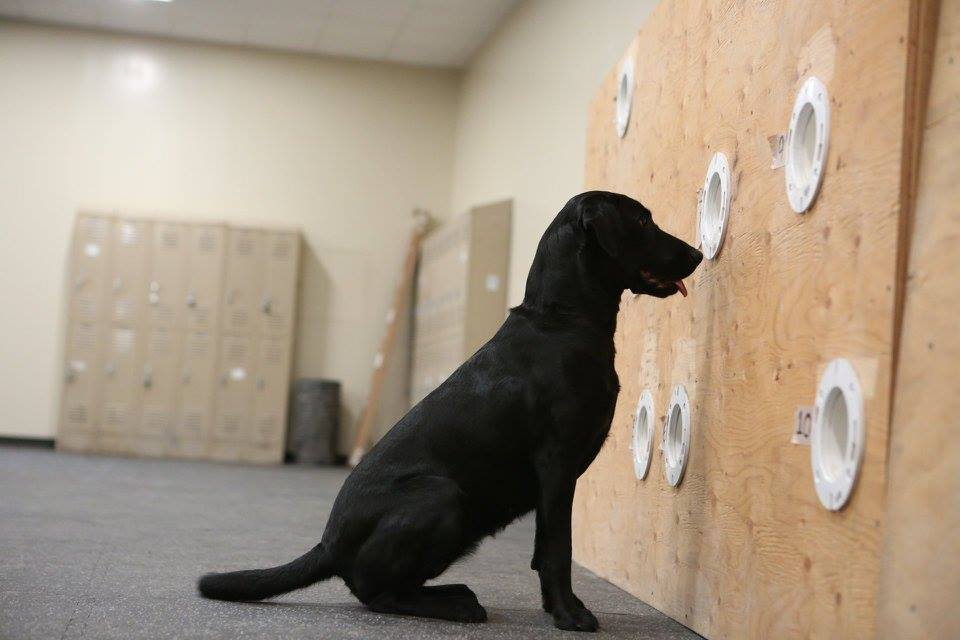 CT Katalyst's Off Limits RN | Black Labrador Retriver