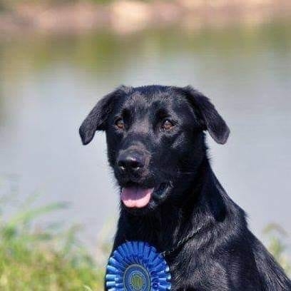 Stonewall's Carbon Copy Calie | Black Labrador Retriver