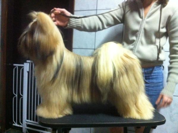 RMoretto Cane Johnny Depp | Lhasa Apso 