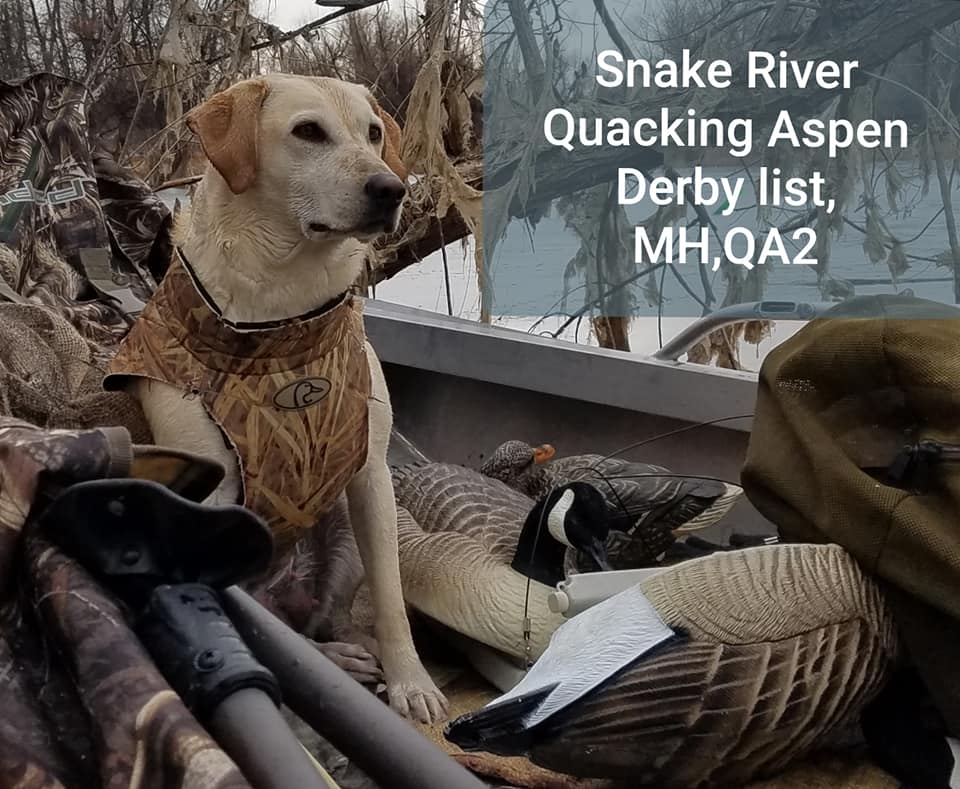 Snake River Quacking Aspen MH,QA2 | Yellow Labrador Retriver