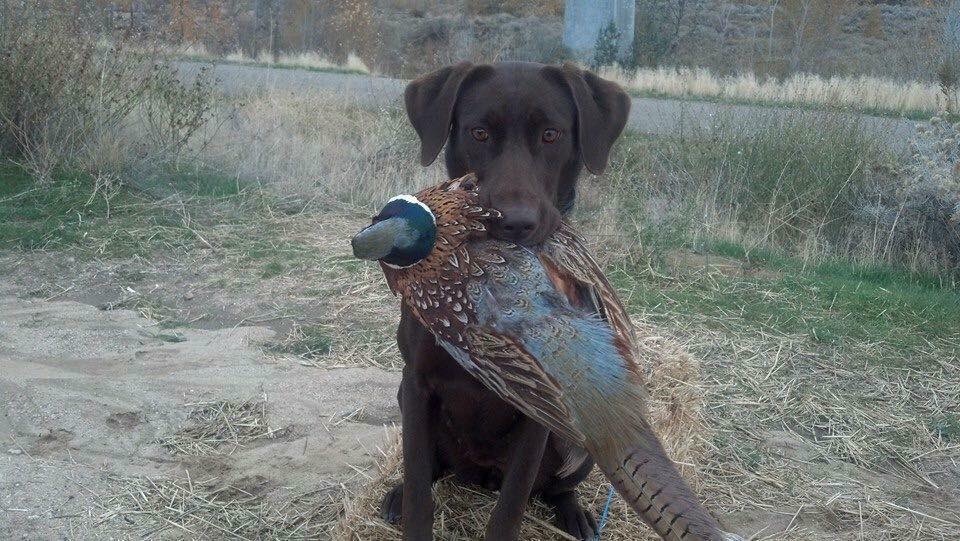 T K Hot Sheza Quack Addict JH | Chocolate Labrador Retriver