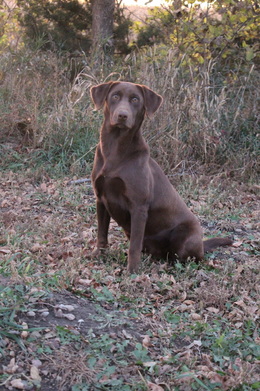 Lincoln Creek's Locked N Loaded JH | Chocolate Labrador Retriver