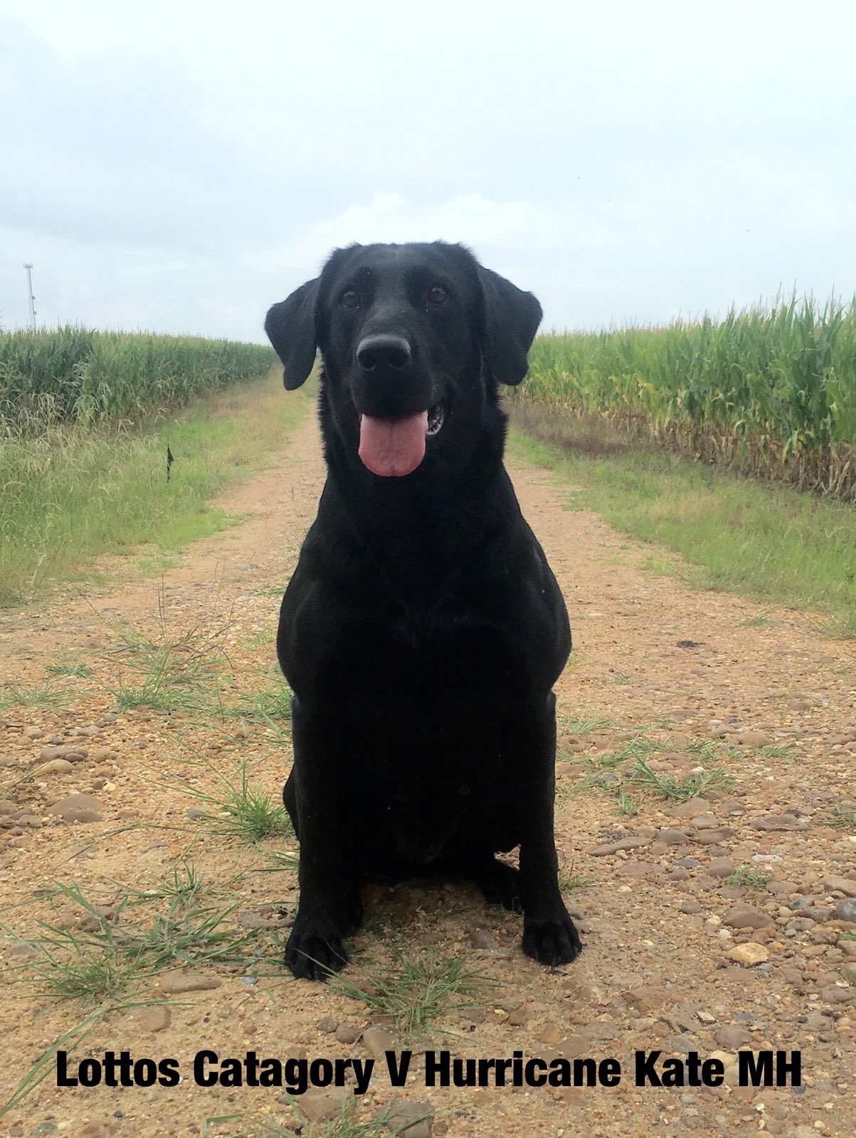 Lottos Catagory V Hurricane Kate MH | Black Labrador Retriver