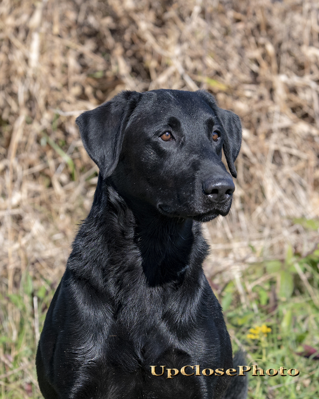 FC AFC HRCH Doctor Cabernet Just In Case | Black Labrador Retriver