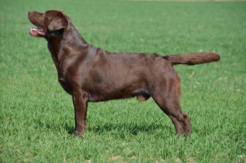 CH CZ Bolt Chocolat Z Kladenskych Zahrad | Chocolate Labrador Retriver