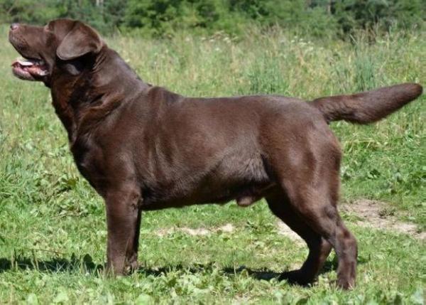 CH HR BUL MAC MONT CZE FT-DUCK Chablais Sable Blue Caramelo | Chocolate Labrador Retriver